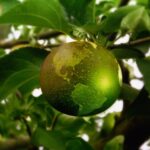 pomme planète
